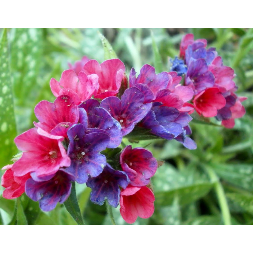 Raspberry Splash Lungwort Perennial - 4" Pot- Pulmonaria