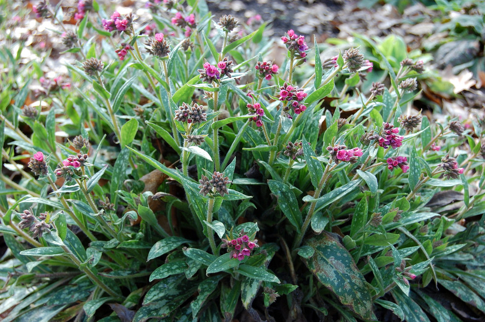 Raspberry Splash Lungwort Perennial - 4" Pot- Pulmonaria