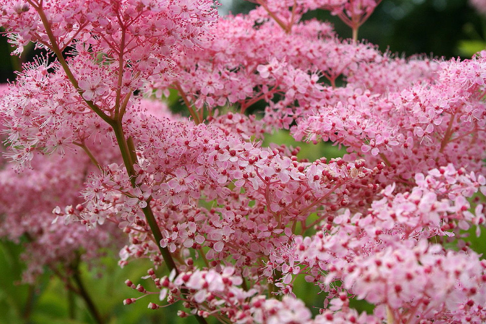 Red Umbrellas Meadowsweet Plant - 4 " Pot - Filipendula - SHADE