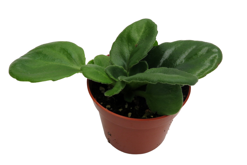 Lavender Apple Asian Violet - Primulina - House Plant - 2.5" Pot