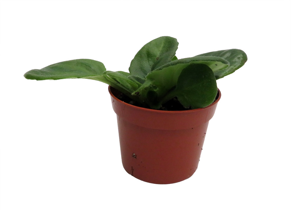 Lavender Apple Asian Violet - Primulina - House Plant - 2.5" Pot