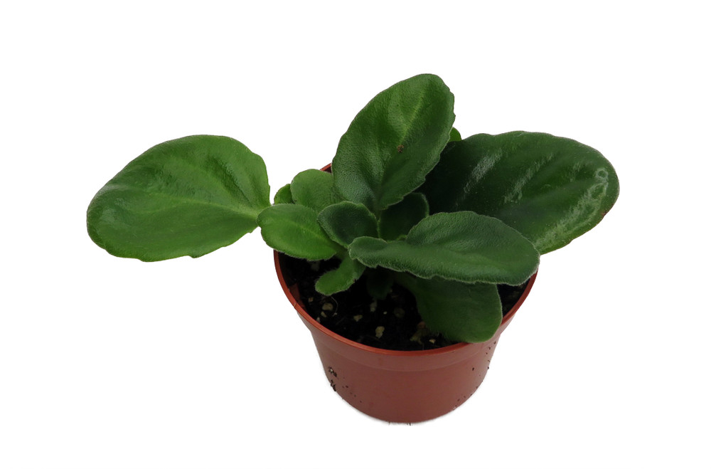 Lavender Apple Asian Violet - Primulina - House Plant - 2.5" Pot