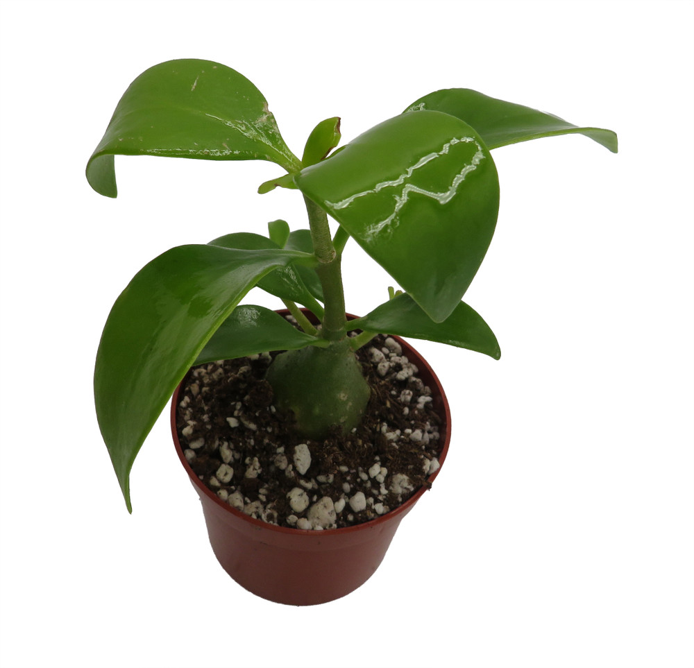 Papua Ant Farm Plant - Hydnophytum papuanum - 2.5" Pot