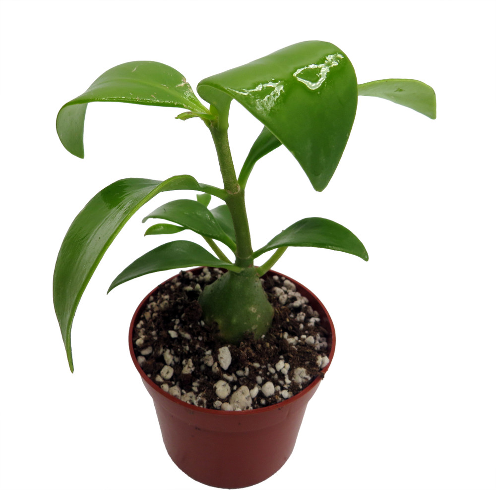 Papua Ant Farm Plant - Hydnophytum papuanum - 2.5" Pot