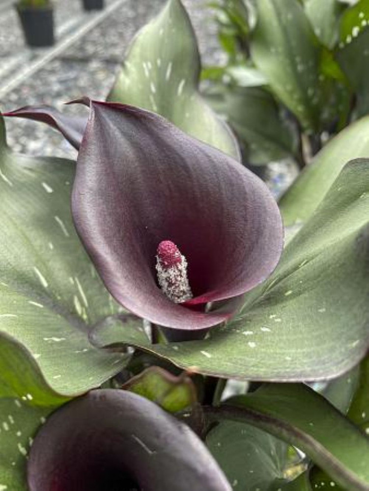 Arabian Night Calla Lily Bulb - 1 Bulb - 16/18 cm - Burgundy-Black Blooms