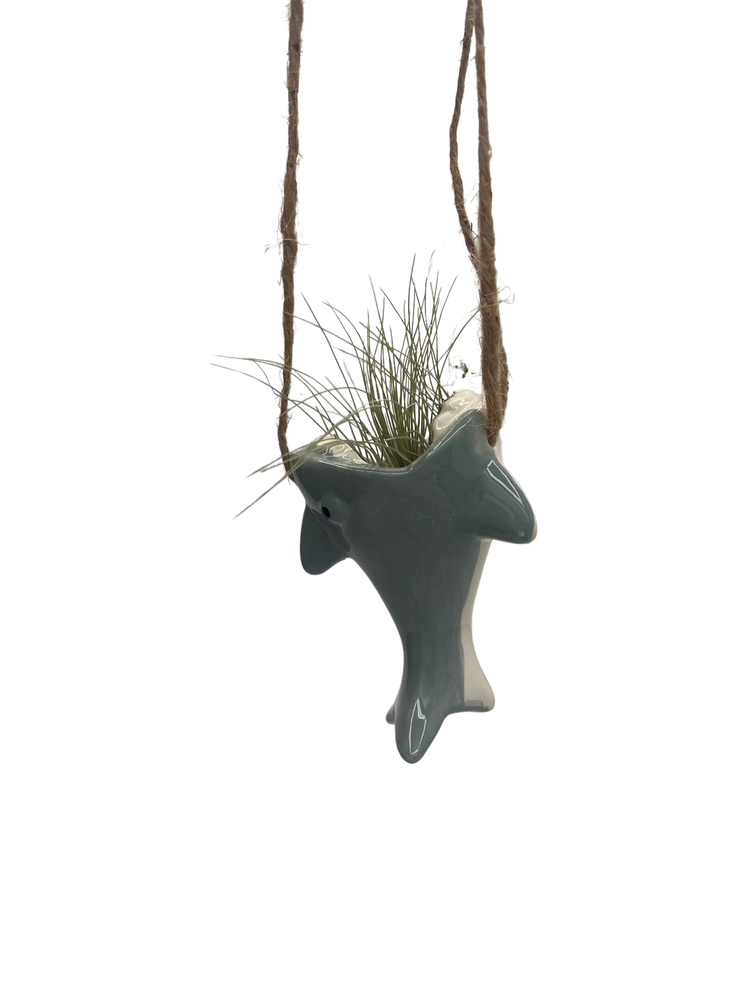 Chompin’ Charm Ceramic Shark Hanging Planter plus Live Air Plant - Tillandsia