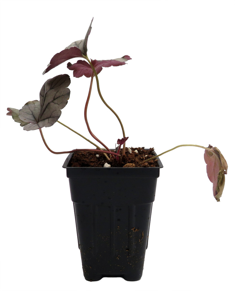 Silverberry Coral Bells - Heuchera - Perennial - 2.5" Pot