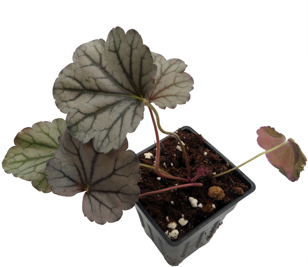 Silverberry Coral Bells - Heuchera - Perennial - 2.5" Pot