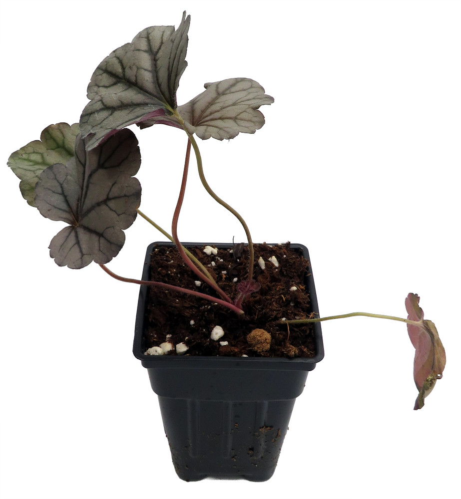 Silverberry Coral Bells - Heuchera - Perennial - 2.5" Pot