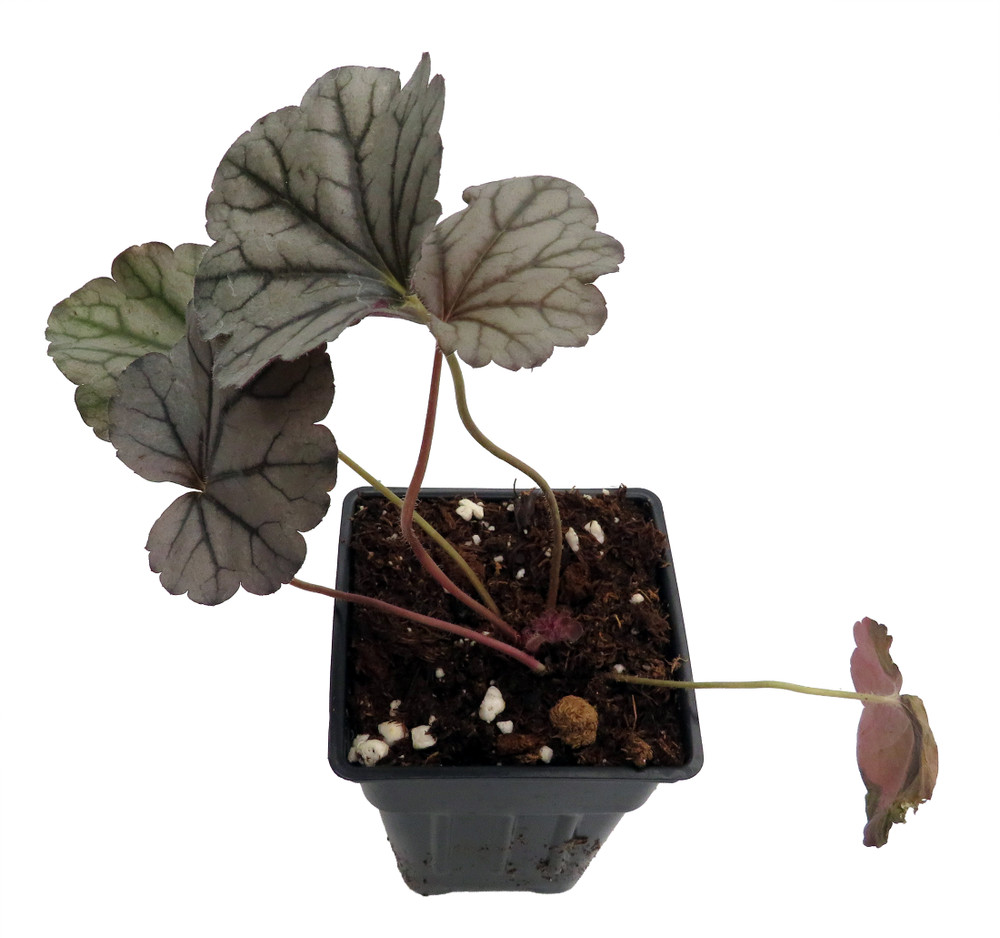 Silverberry Coral Bells - Heuchera - Perennial - 2.5" Pot