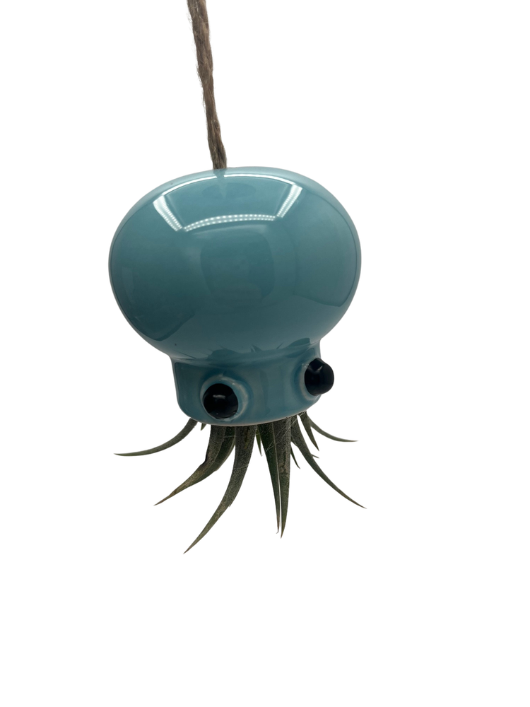 The Hanging Ceramic Jellyfish Planter plus Live Air Plant - Tillandsia