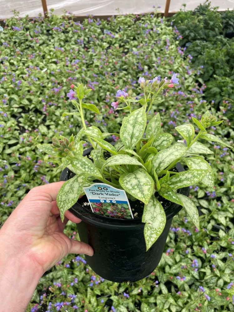 Dark Vader Pulmonaria - Lungwort Perennial - Gallon Pot