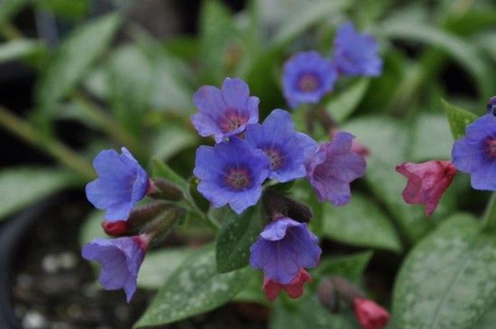 Dark Vader Pulmonaria - Lungwort Perennial - Gallon Pot