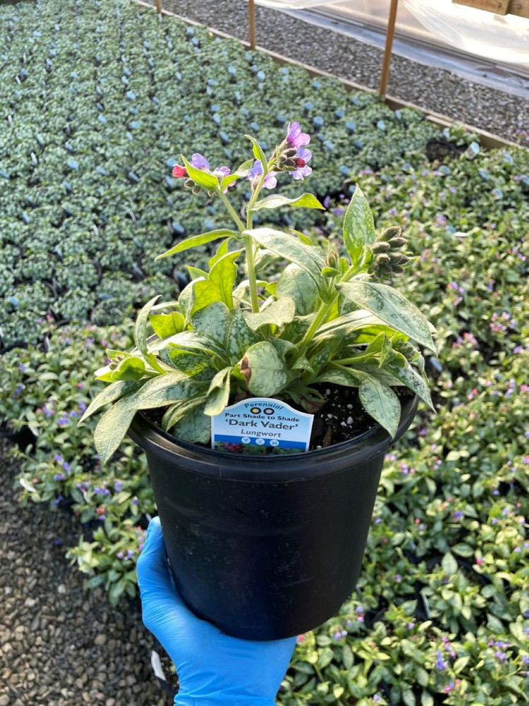 Dark Vader Pulmonaria - Lungwort Perennial - Gallon Pot