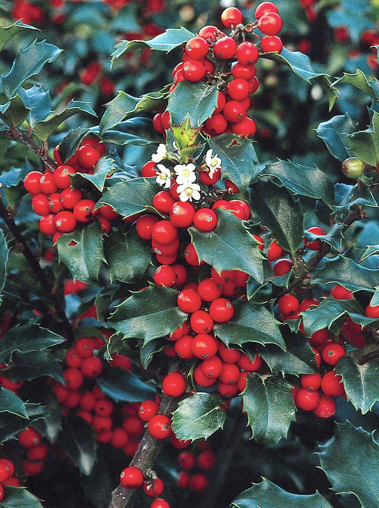 Blue Princess Holly - Ilex meserveae - Broadleaf Evergreen - 4" Pot