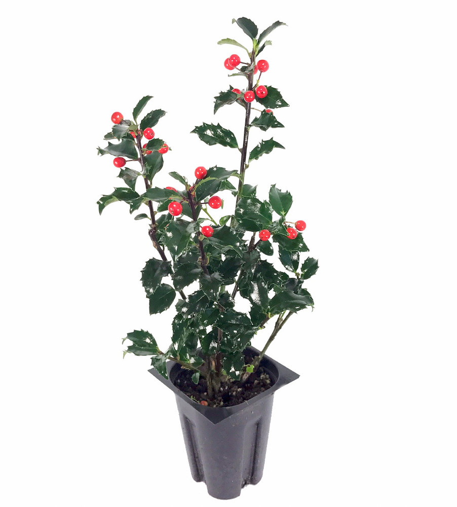 Blue Princess Holly - Ilex meserveae - Broadleaf Evergreen - 4" Pot