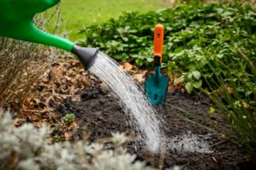 Blue Princess Holly - Ilex meserveae - Broadleaf Evergreen - 4" Pot