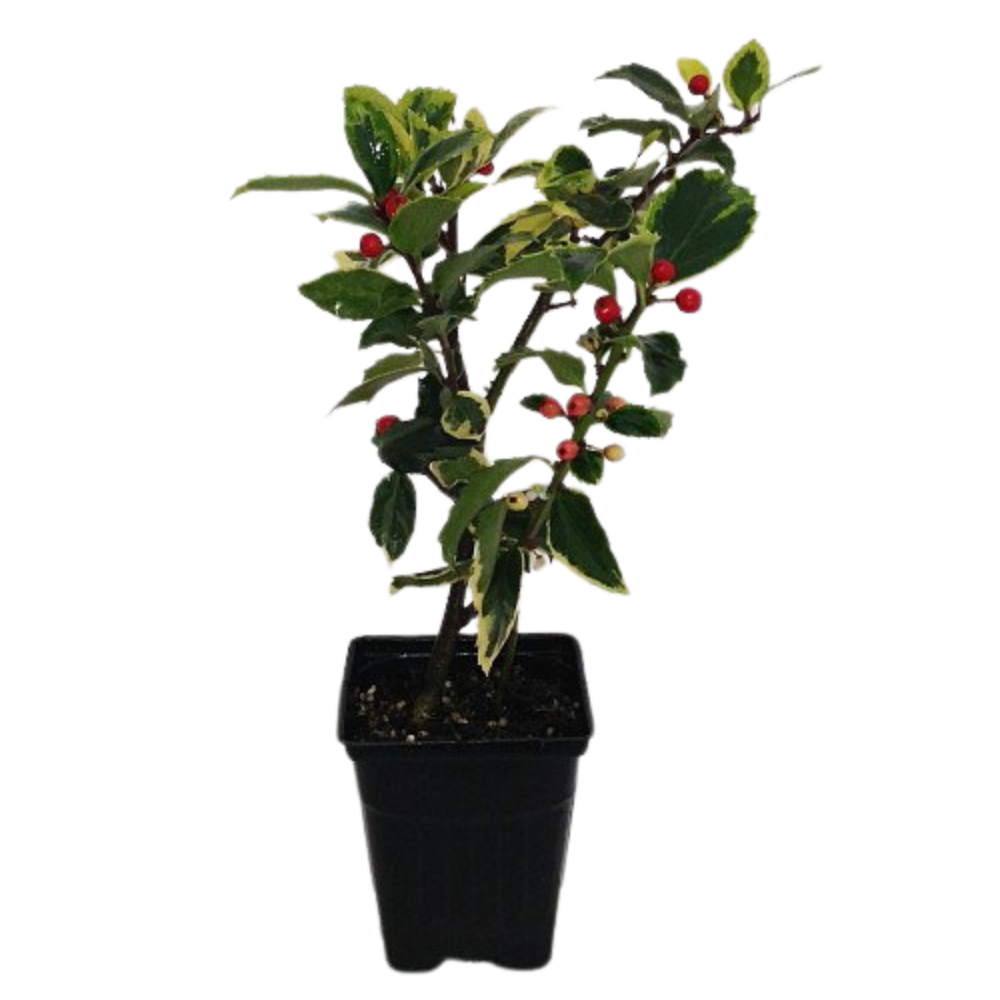 Blue Prince Holly - Ilex meserveae - Broadleaf Evergreen - 4" Pot