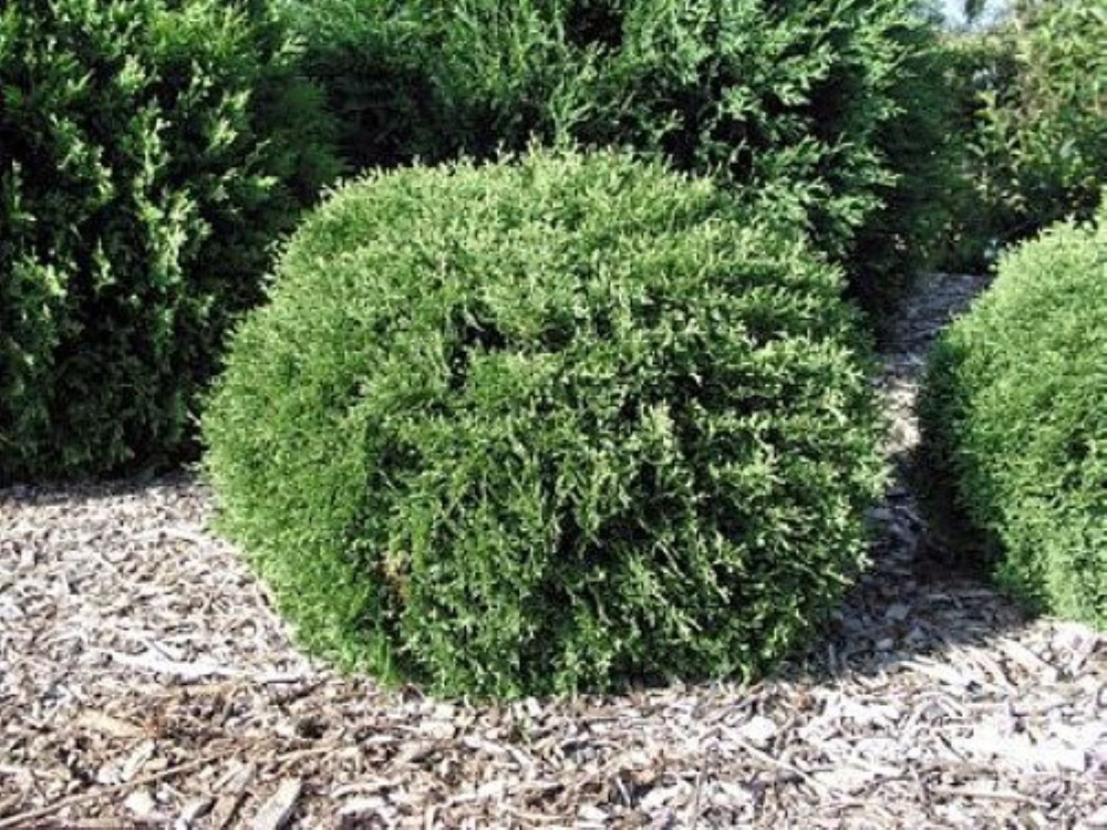 Hetz Midget Arborvitae - Thuja - 4" pot - Evergreen - Very Dwarf