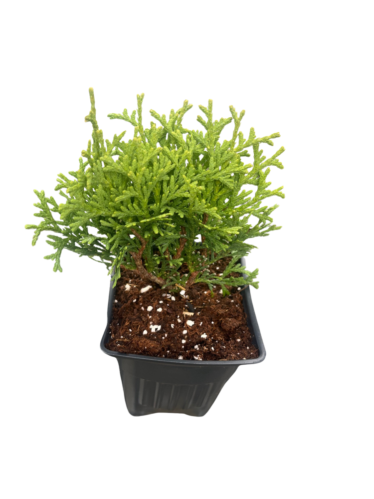 Hetz Midget Arborvitae - Thuja - 4" pot - Evergreen - Very Dwarf