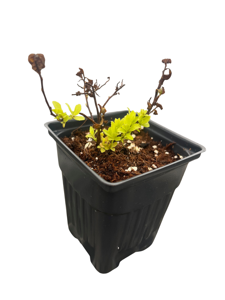 Lemon Princess Spiraea - Spiraea japonica - 4" pot