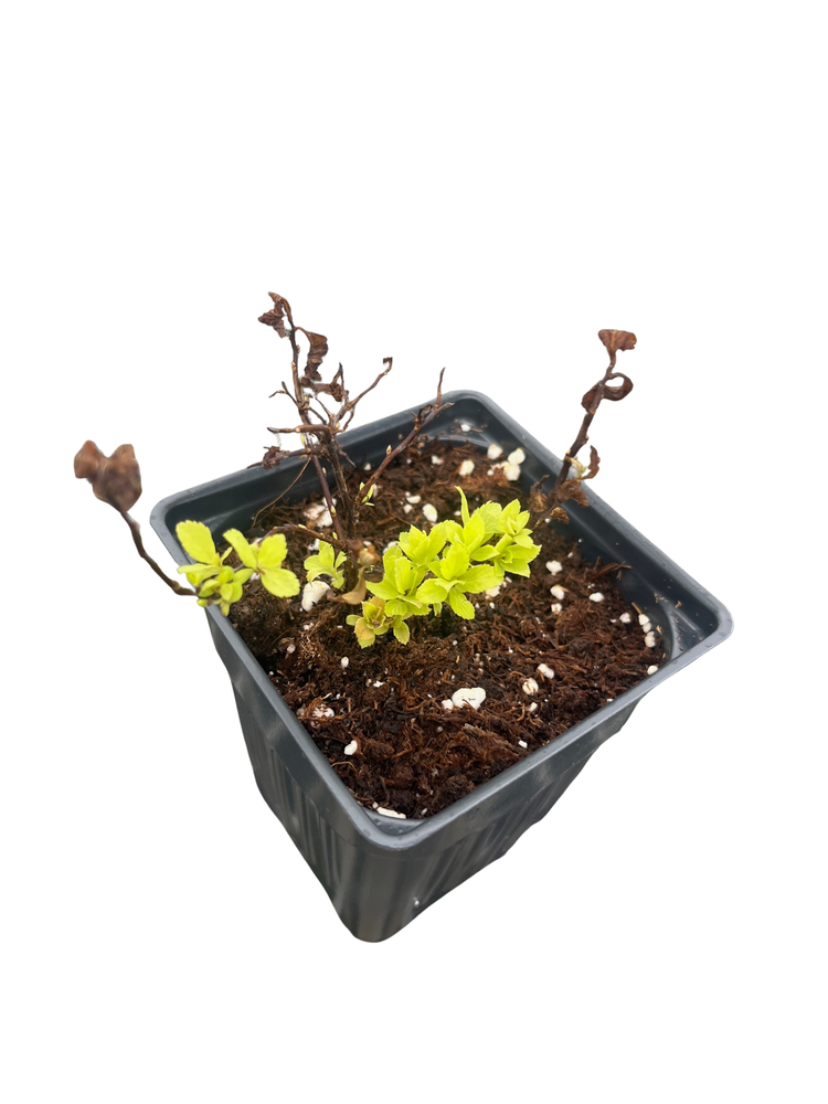 Lemon Princess Spiraea - Spiraea japonica - 4" pot