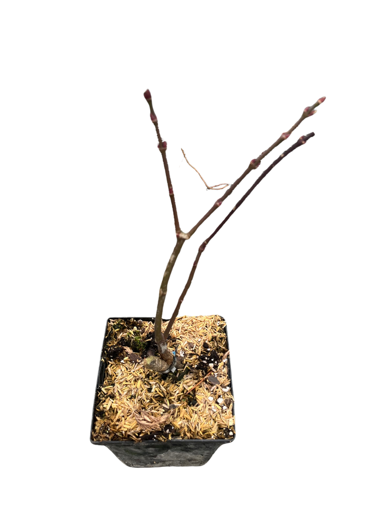 Viridis Japanese Maple - Bonsai or Outdoors - Acer palmatum - 5.5" Pot