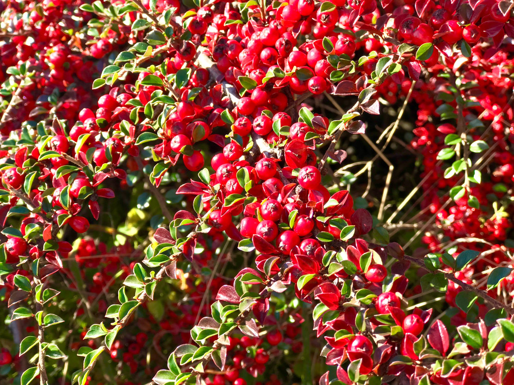 Cranberry Cotoneaster - Cotoneaster apiculatus - 4" Pot