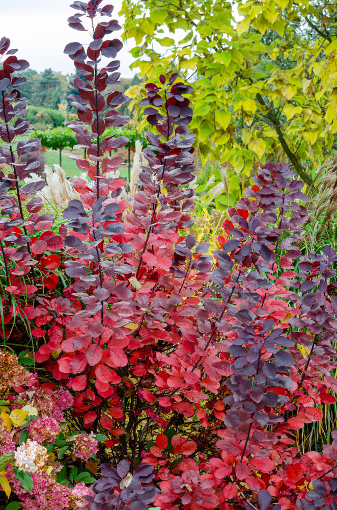 Velvet Cloak Smokebush - 4" Pot - Cotinus coggygria