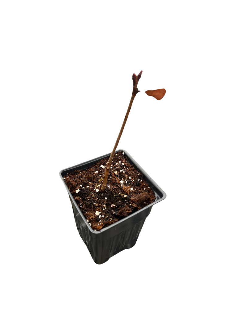 Velvet Cloak Smokebush - 4" Pot - Cotinus coggygria