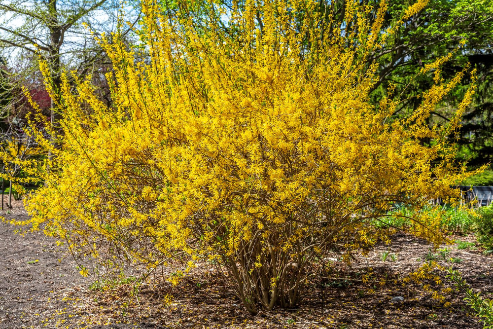 Kumson Forsythia - Forsythia viridissima - Quart Pot