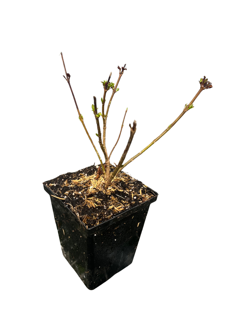 Kumson Forsythia - Forsythia viridissima - Quart Pot