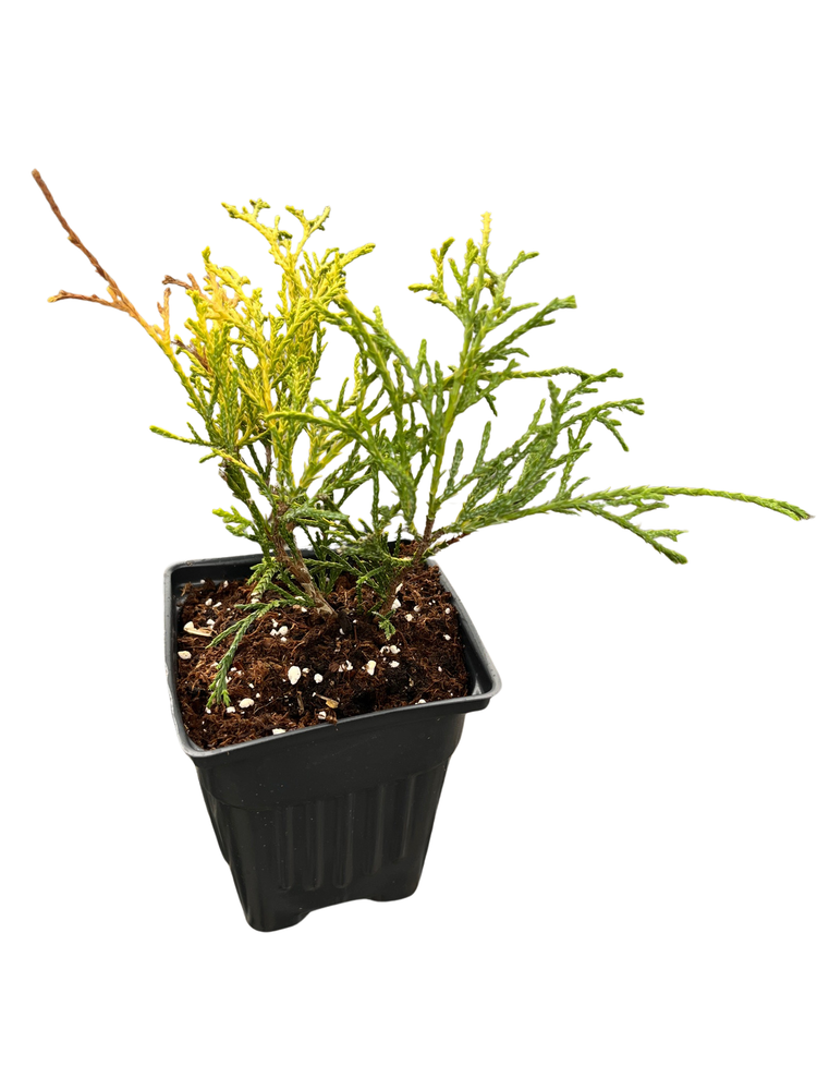 Paul' Gold Cypress - Chamaecyparis pisifera- Evergreen Shrub - 4" Pot
