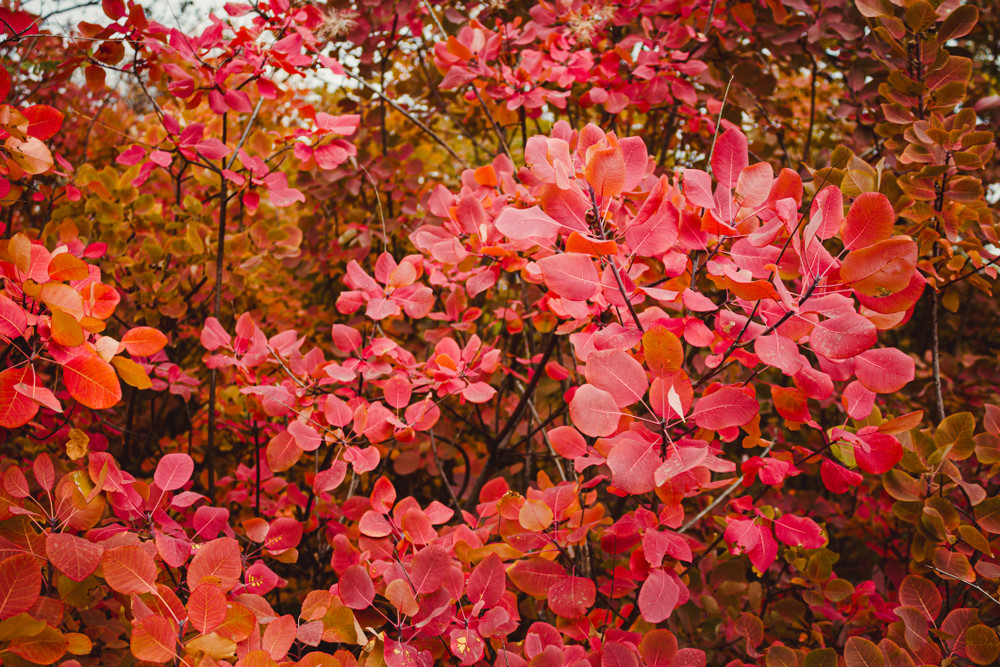 Grace Smokebush - 4" Pot - Cotinus - Orange/Red Color!