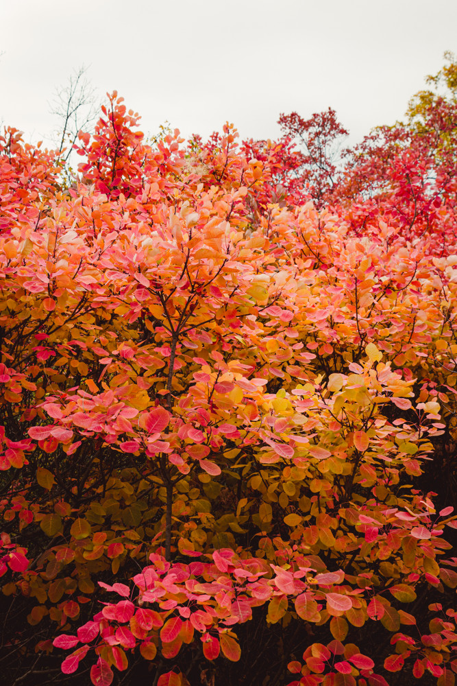 Grace Smokebush - 4" Pot - Cotinus - Orange/Red Color!