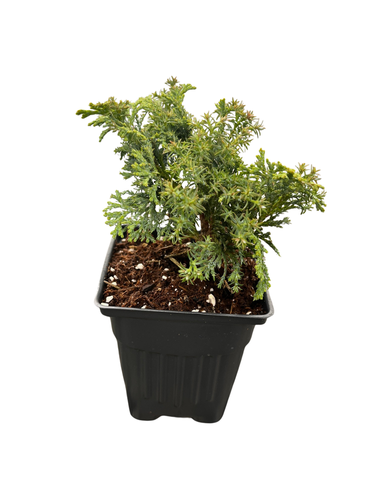 Split Rock Cypress - Chamaecyparis obtusa - Hinoki Cypress - 4" Pot