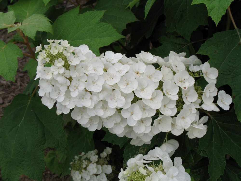Alice Oakleaf Hydrangea - Hydrangea quercifolia - 4" pot - White Blooms