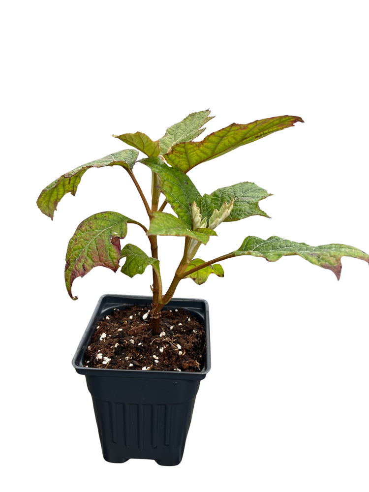 Alice Oakleaf Hydrangea - Hydrangea quercifolia - 4" pot - White Blooms