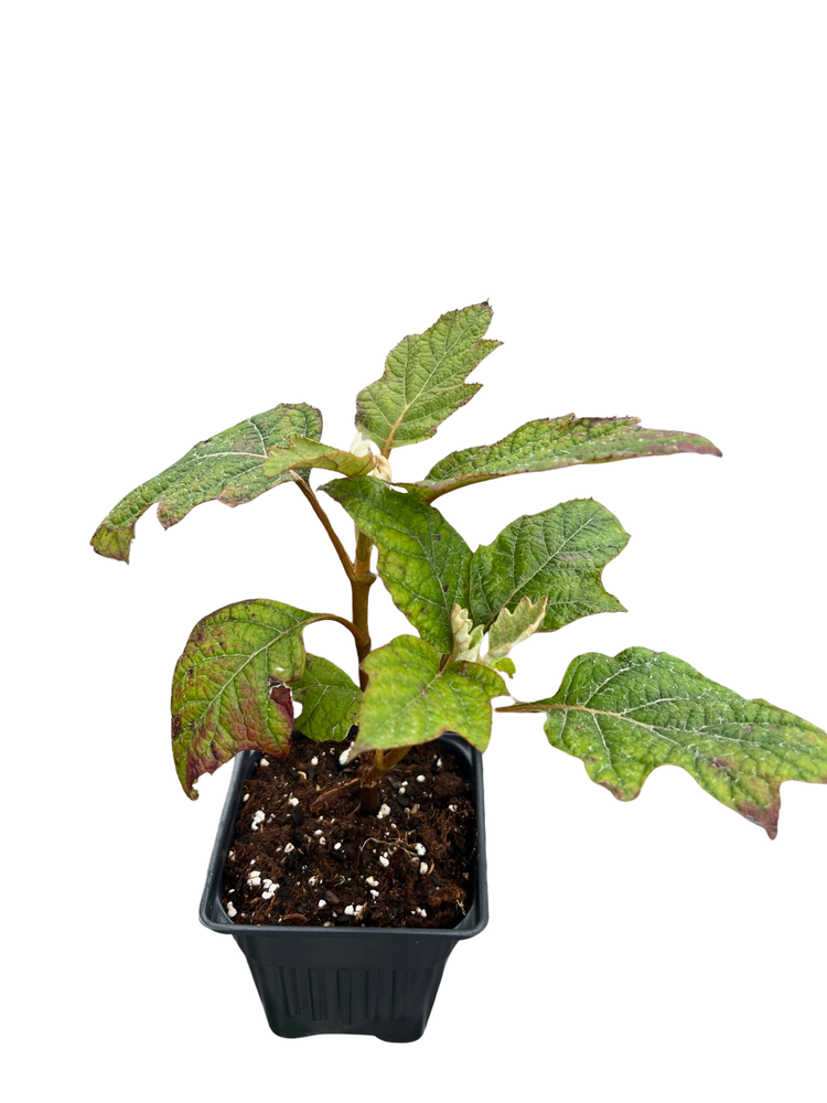 Alice Oakleaf Hydrangea - Hydrangea quercifolia - 4" pot - White Blooms