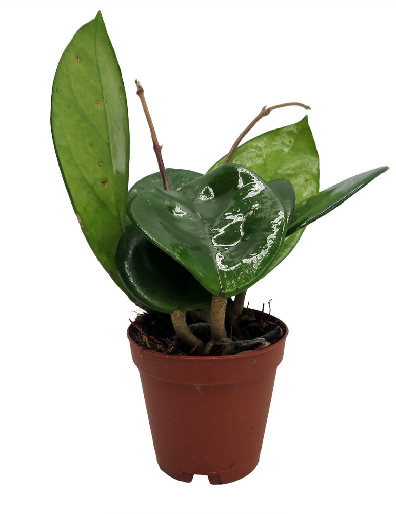 Fungii - Hoya - 2" Pot