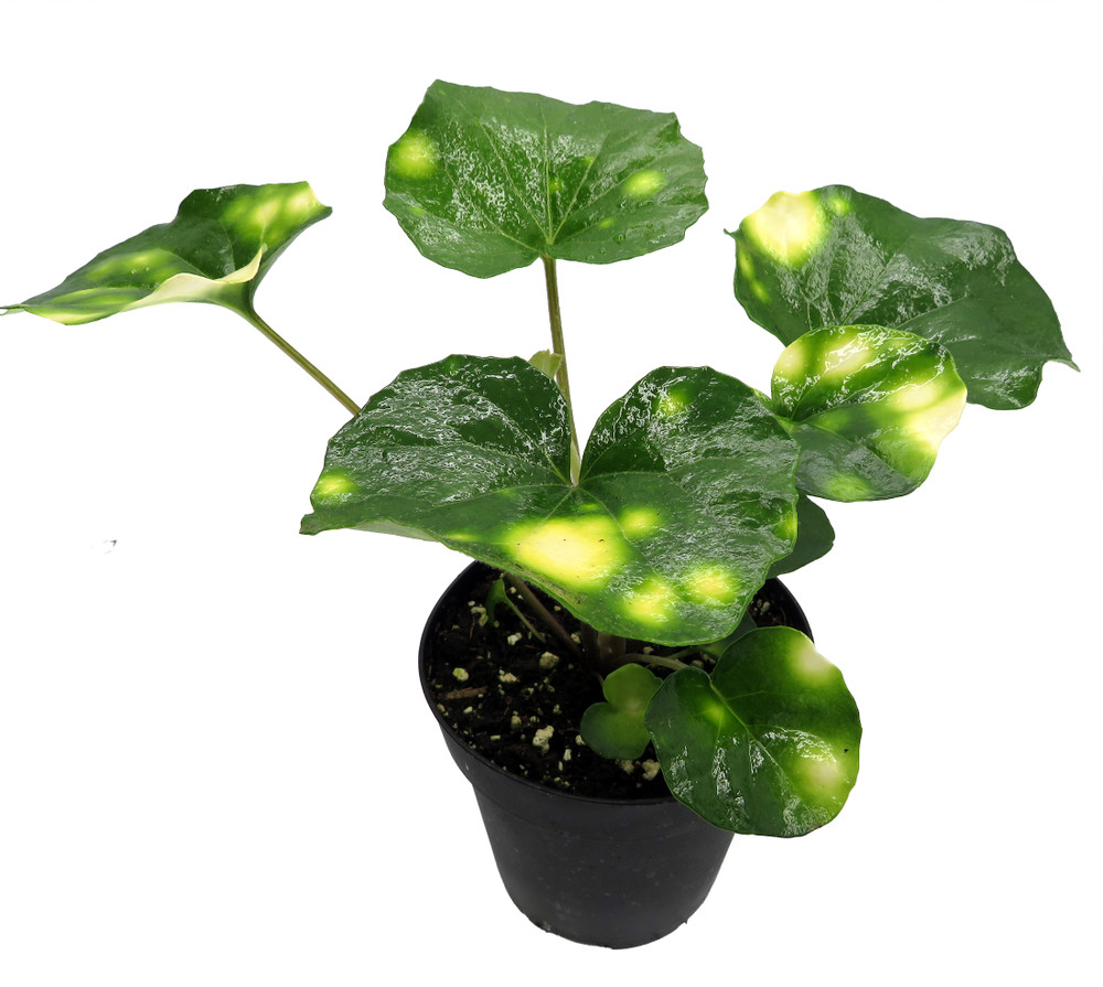Firefly Leopard Plant - Farfugium - Indoors/Out - 4" Pot