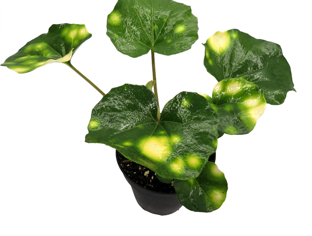 Firefly Leopard Plant - Farfugium - Indoors/Out - 4" Pot
