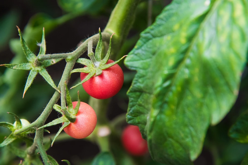 Pink Princess Cherry Tomato Plant - Very Sweet! - 4" Pot