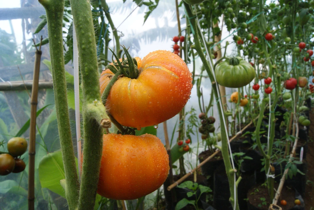 Hillbilly Tomato Plant - Originated in Ohio! - 4" Pot
