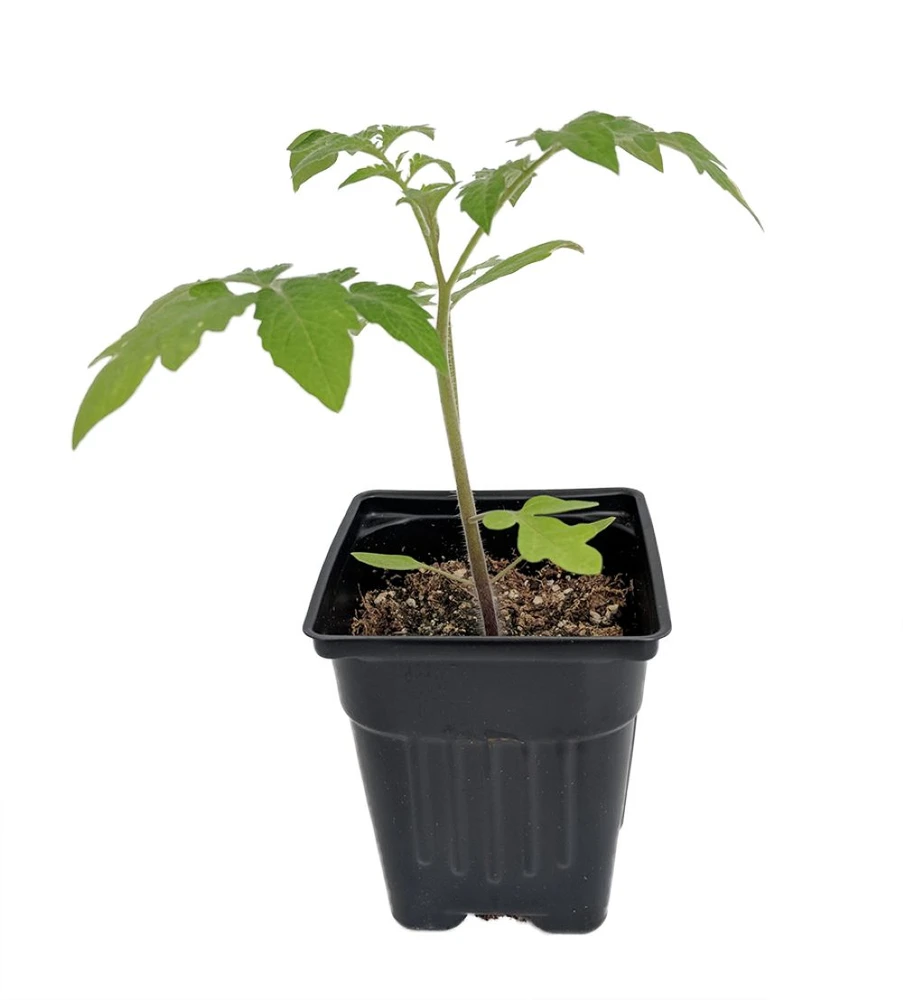 Hillbilly Tomato Plant - Originated in Ohio! - 4" Pot