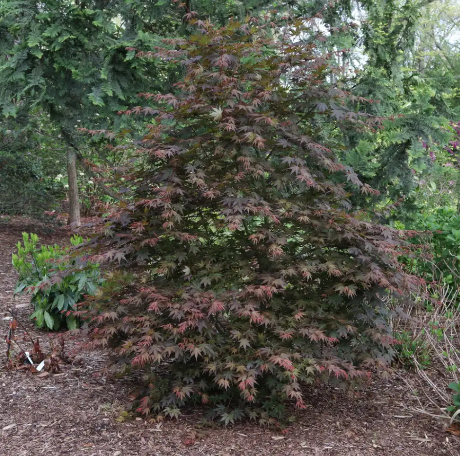 Hot Chana®-Japanese Maple- Acer palmatum- Quart pot - Proven Winners