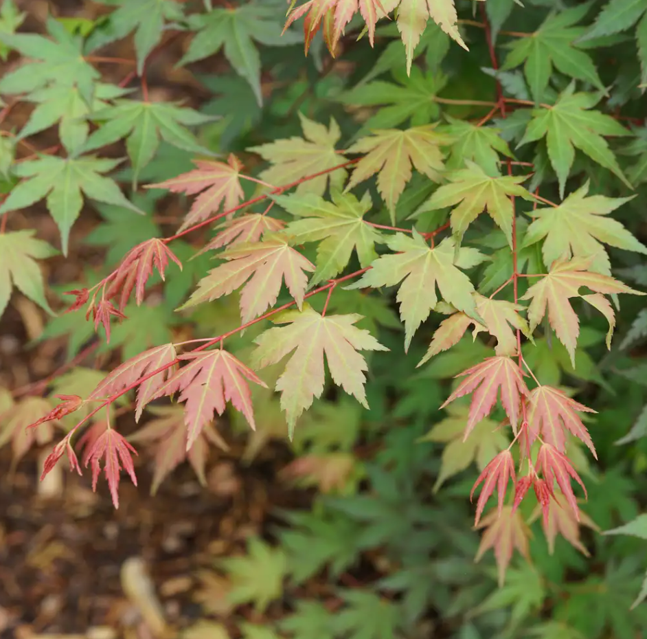 Hot Chana®-Japanese Maple- Acer palmatum- Quart pot - Proven Winners