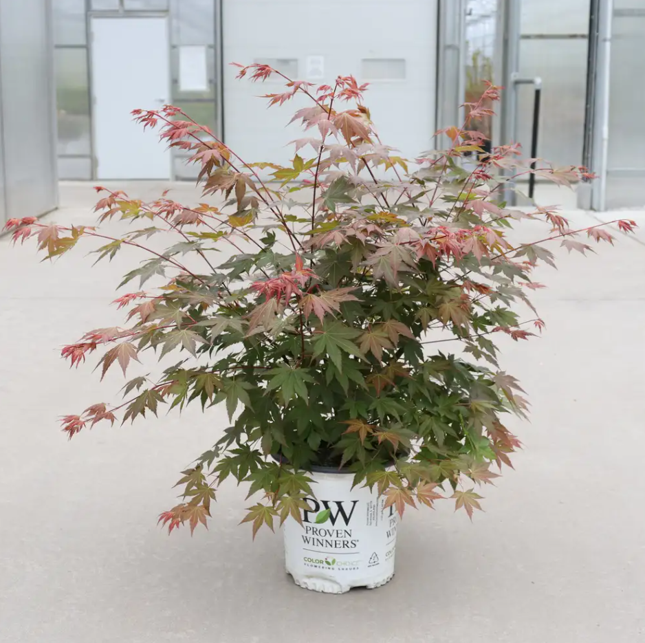 Hot Chana®-Japanese Maple- Acer palmatum- Quart pot - Proven Winners