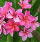 Pink Rainbow Plumeria - Frangipani - 12-16" Cutting