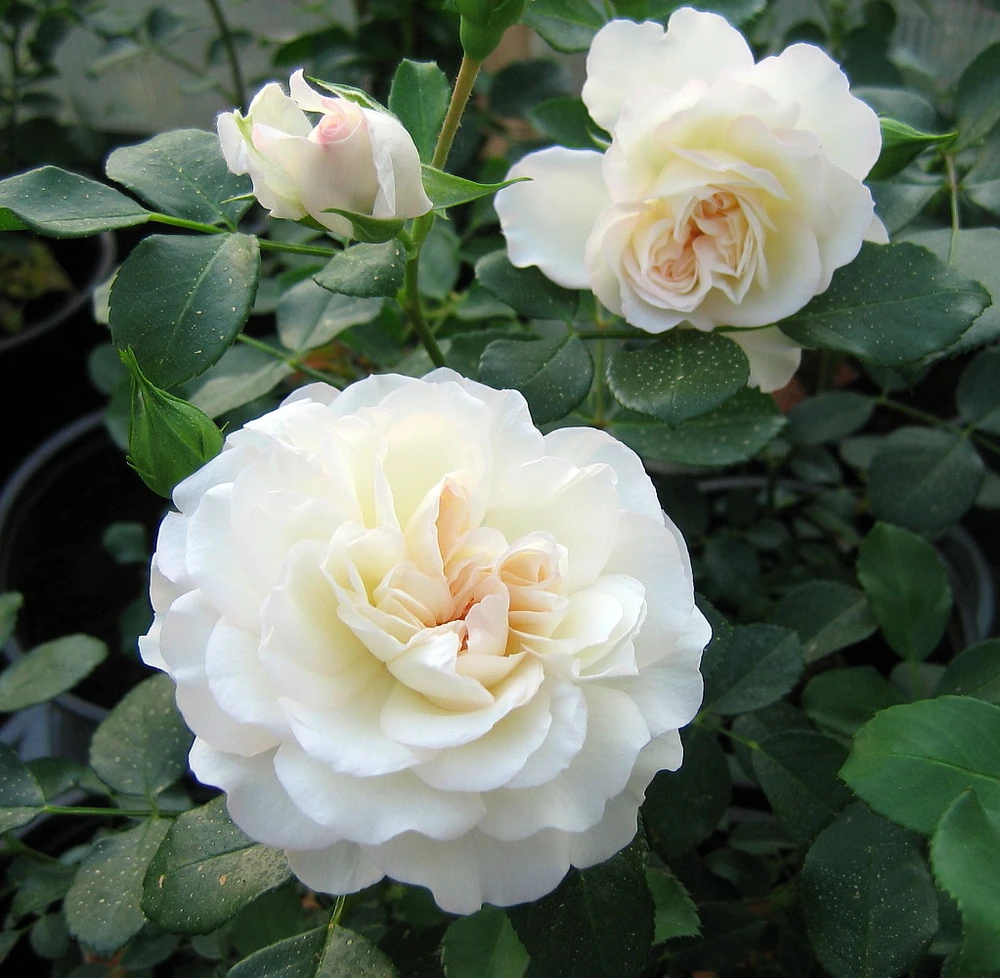 White Meidiland Shrub Rose - Repeat Bloomer/Very Hardy - 4" pot